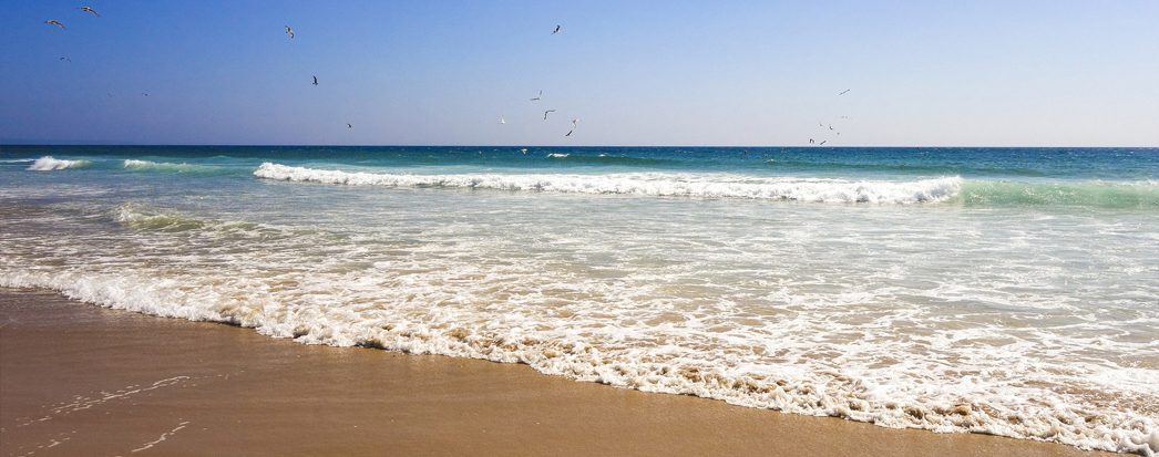 beira mar de uma praia com gaivotas a voar